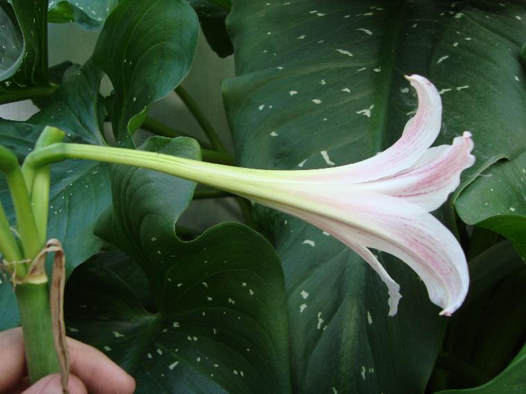 Hippeastrum ambiguum (c) copyright 2010 by Mariano Saviello.  All rights reserved.